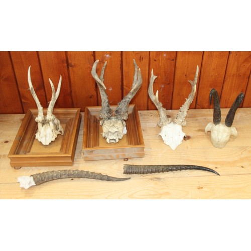 195 - A taxidermy wall mounted fallow deer head with nineteen-point antlers (damages), a pair of thirteen-... 