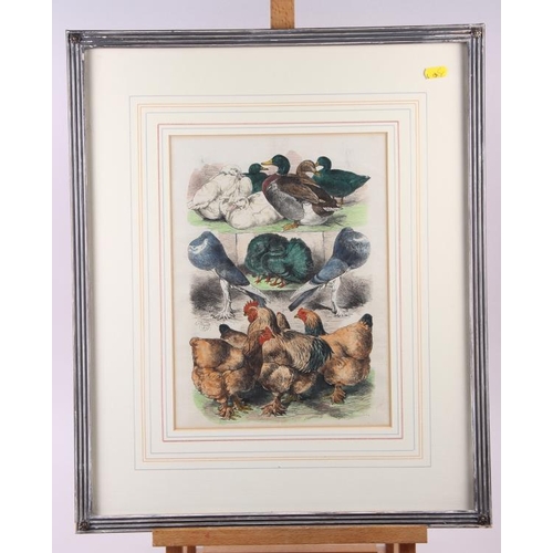 313 - A pair of hand-coloured prints of ducks and chickens, in grey strip frames