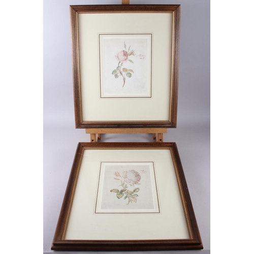 435 - P Evans?: a pair of 18th century still life watercolours, roses, 8 1/4