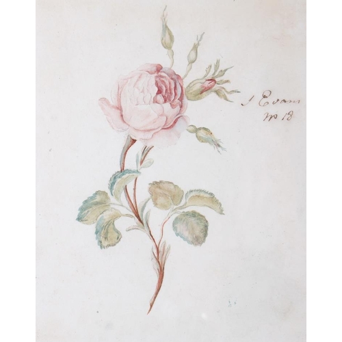 435 - P Evans?: a pair of 18th century still life watercolours, roses, 8 1/4