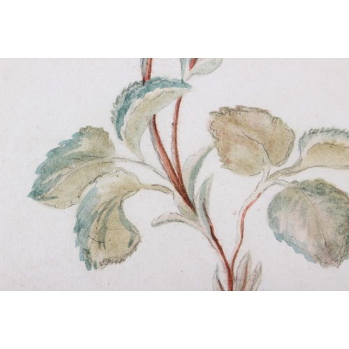 435 - P Evans?: a pair of 18th century still life watercolours, roses, 8 1/4