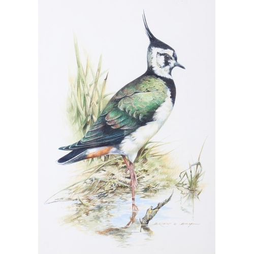 453 - Brian C Day: watercolours, study of a lapwing, 9 1/2