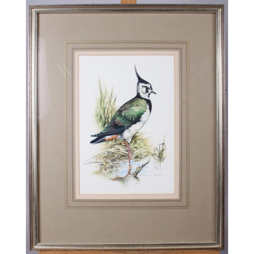 453 - Brian C Day: watercolours, study of a lapwing, 9 1/2