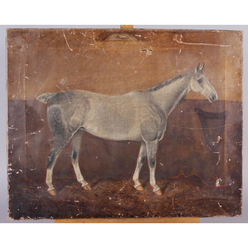 501 - Charles Faulkener, 1899: a late 19th century unframed oil painting of a grey racehorse in a stable, ... 