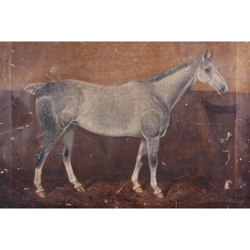 501 - Charles Faulkener, 1899: a late 19th century unframed oil painting of a grey racehorse in a stable, ... 