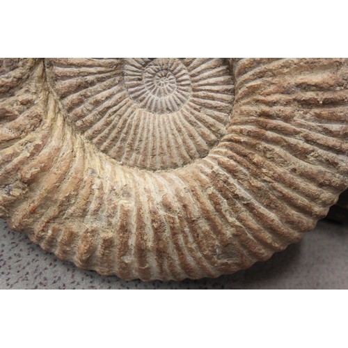 208 - A fossilised ammonite, 18