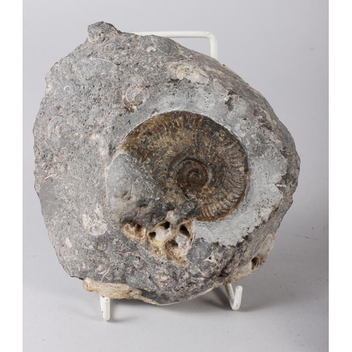 185 - Two fossil vertebrae, a fossil shark's tooth, two fossil sea urchins, three trilobites, a piece of p... 