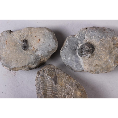 185 - Two fossil vertebrae, a fossil shark's tooth, two fossil sea urchins, three trilobites, a piece of p... 