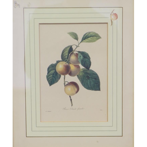 352 - A pair of Chinese school botanical prints, in bamboo frames, and six other prints, in silvered frame... 