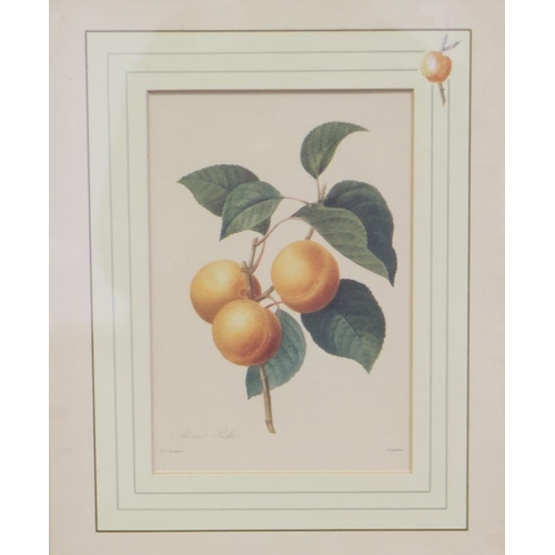 352 - A pair of Chinese school botanical prints, in bamboo frames, and six other prints, in silvered frame... 