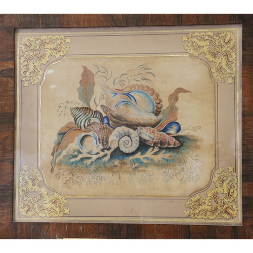 349 - A pair of 19th century watercolour studies of seashells on silk?, in gilt decorated mounts and rosew... 