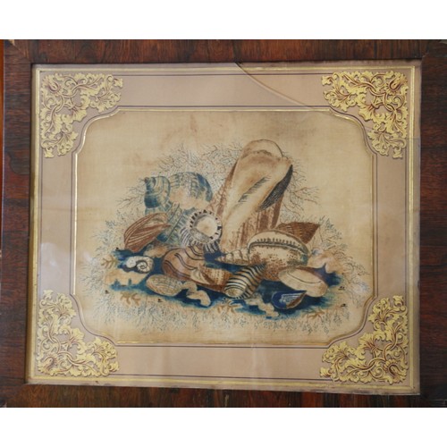 349 - A pair of 19th century watercolour studies of seashells on silk?, in gilt decorated mounts and rosew... 