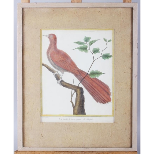 318 - Two 18th century hand-coloured prints, exotic birds, in strip frames, and four 19th century colour p... 