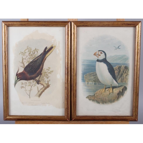 318 - Two 18th century hand-coloured prints, exotic birds, in strip frames, and four 19th century colour p... 