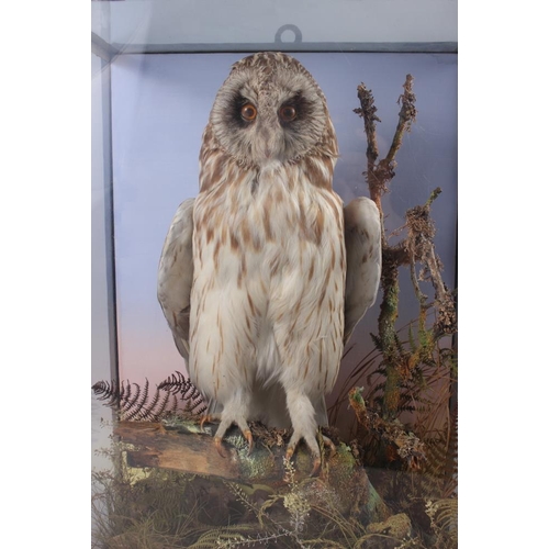 149 - Taxidermy: a tawny owl, in glass case, 18 3/4