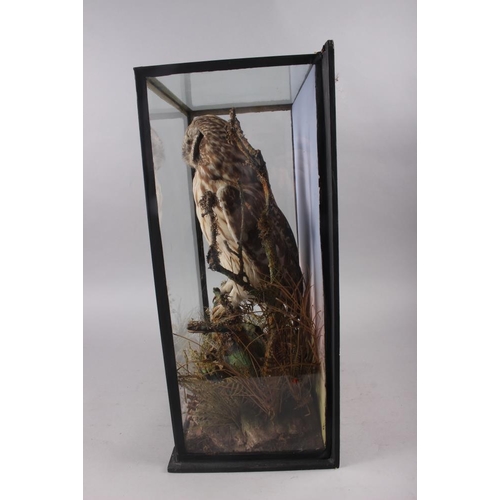 149 - Taxidermy: a tawny owl, in glass case, 18 3/4