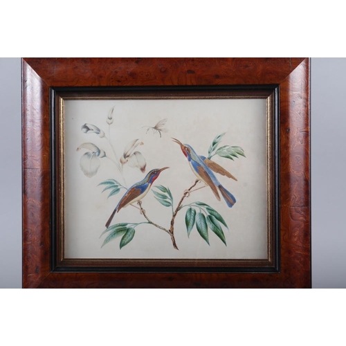 274 - A set of three 19th century watercolour studies, tropical birds and insects, 7 1/4