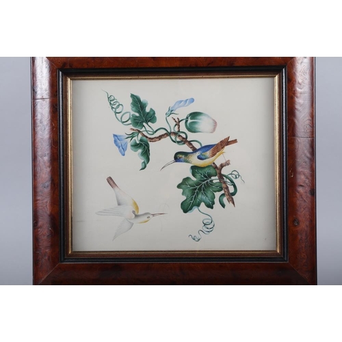 274 - A set of three 19th century watercolour studies, tropical birds and insects, 7 1/4