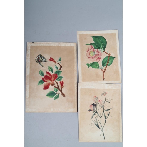 274 - A set of three 19th century watercolour studies, tropical birds and insects, 7 1/4