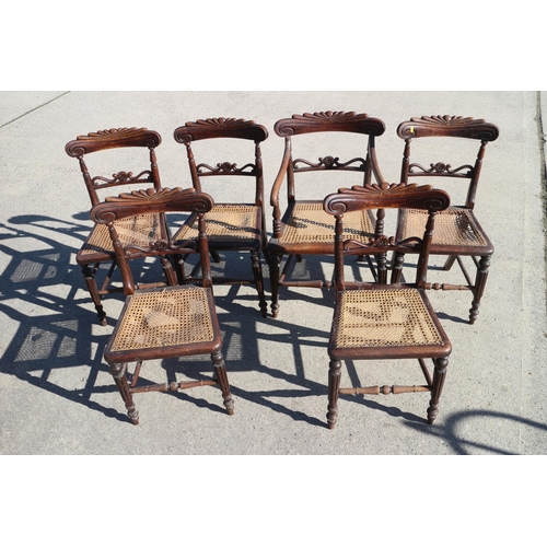 423 - A set of six polished as rosewood cane seat dining chairs with pierced bar backs (5+1) and two simil... 