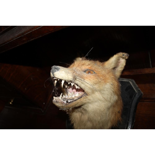 277 - Taxidermy: a fox head, on ebonised plaque, 