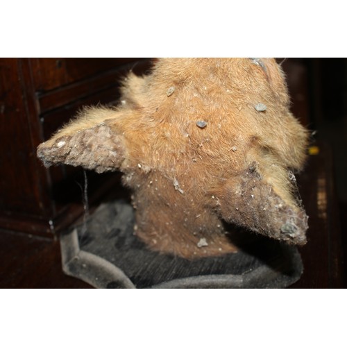 277 - Taxidermy: a fox head, on ebonised plaque, 