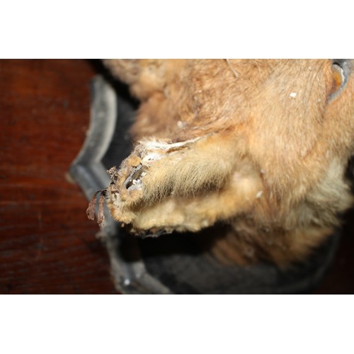 277 - Taxidermy: a fox head, on ebonised plaque, 