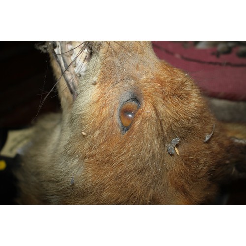 277 - Taxidermy: a fox head, on ebonised plaque, 