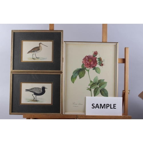 321 - Three 19th century hand-coloured bird prints and three Redoute prints, in gilt frames