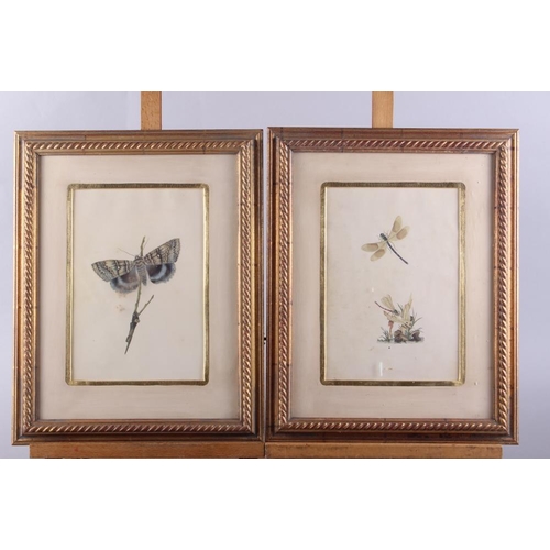 327 - A set of eight prints, studies of insects, in gilt frames