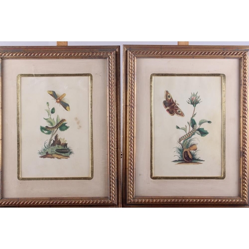 327 - A set of eight prints, studies of insects, in gilt frames