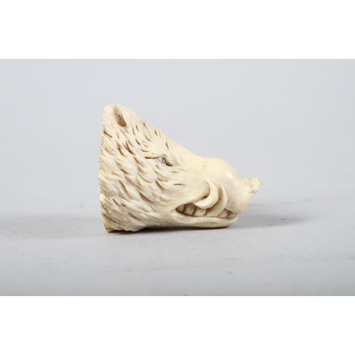 167 - A carved ivory wild boar's head, 2 1/4