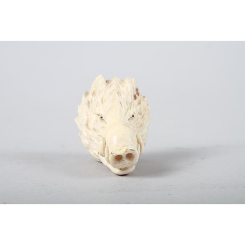 167 - A carved ivory wild boar's head, 2 1/4