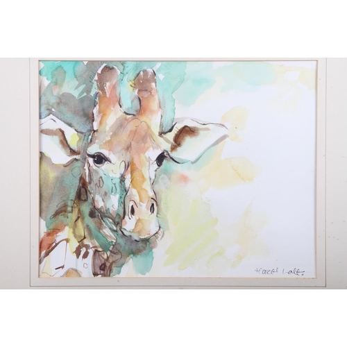 476 - Hazel Lale: watercolours, study of a giraffe's head, 11 3/4