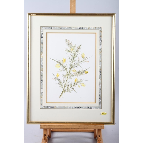 428 - A watercolour botanical study of gorse, in gilt frame, three modern Chinese watercolour studies and ... 