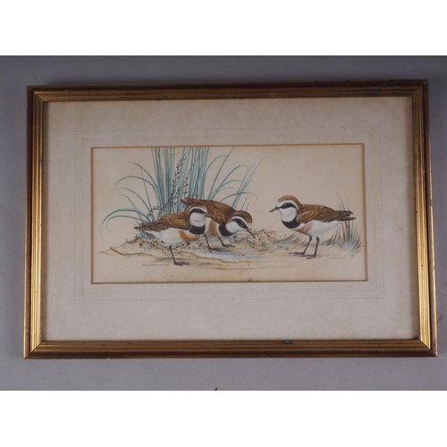 450 - Robin Will, 1960: watercolours, a study of three double-banded dotterels, 5