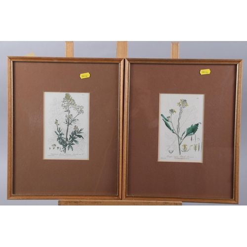 350 - Three 19th century hand-coloured botanical prints, in strip frames, a view of Park Place and a numbe... 