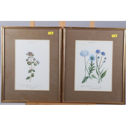 367 - A collection of watercolour botanical studies, in gilt and white frames