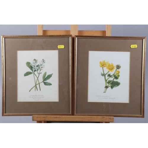 367 - A collection of watercolour botanical studies, in gilt and white frames