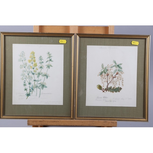 367 - A collection of watercolour botanical studies, in gilt and white frames