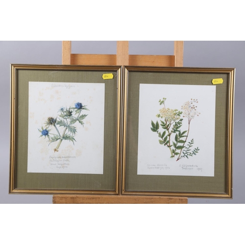 367 - A collection of watercolour botanical studies, in gilt and white frames