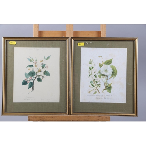 367 - A collection of watercolour botanical studies, in gilt and white frames