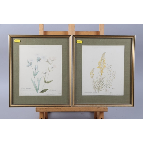 367 - A collection of watercolour botanical studies, in gilt and white frames