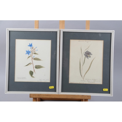 367 - A collection of watercolour botanical studies, in gilt and white frames