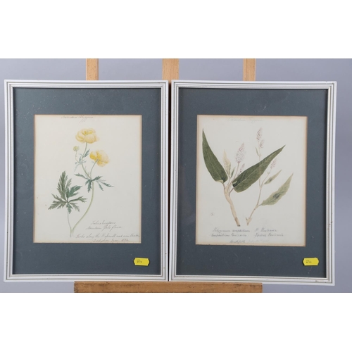 367 - A collection of watercolour botanical studies, in gilt and white frames