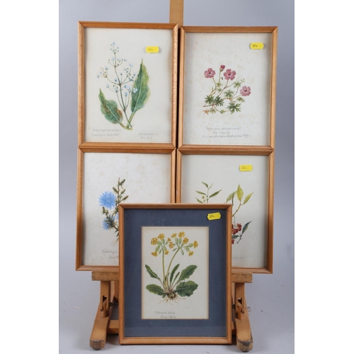 367 - A collection of watercolour botanical studies, in gilt and white frames