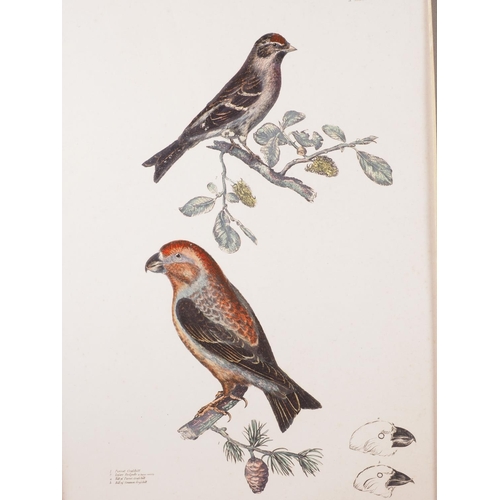 428 - A pair of 19th century hand-coloured engravings, bird studies, a similar hand-coloured print, seashe... 