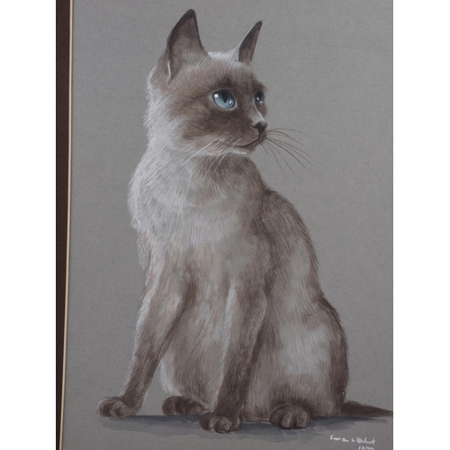 467 - Susan Hubert: two bodycolour studies, Siamese cats, mounted