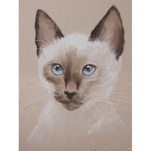 467 - Susan Hubert: two bodycolour studies, Siamese cats, mounted