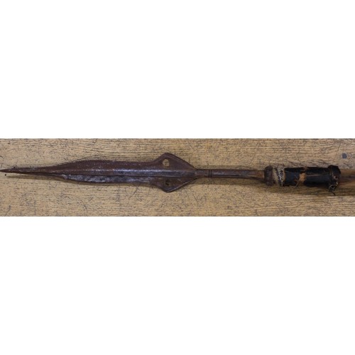 241 - A Pacific Islands palm wood long bow, 73